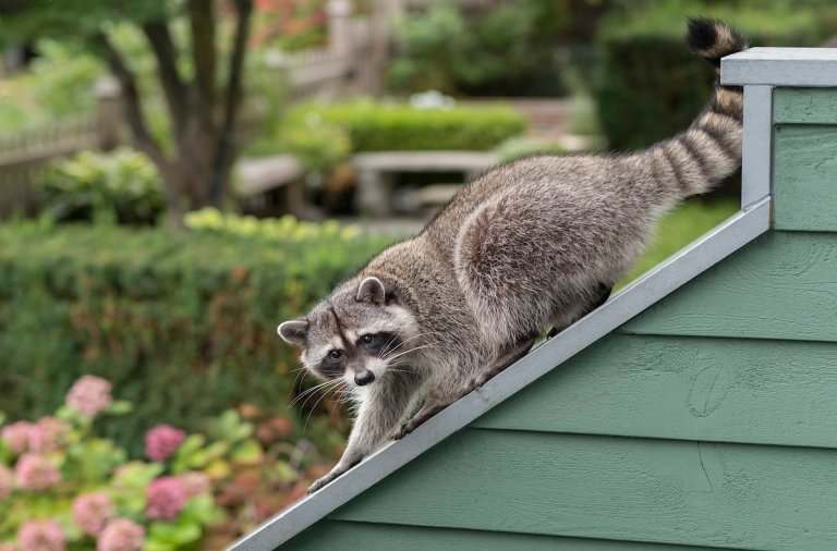 A raccoon climbs a green roof.