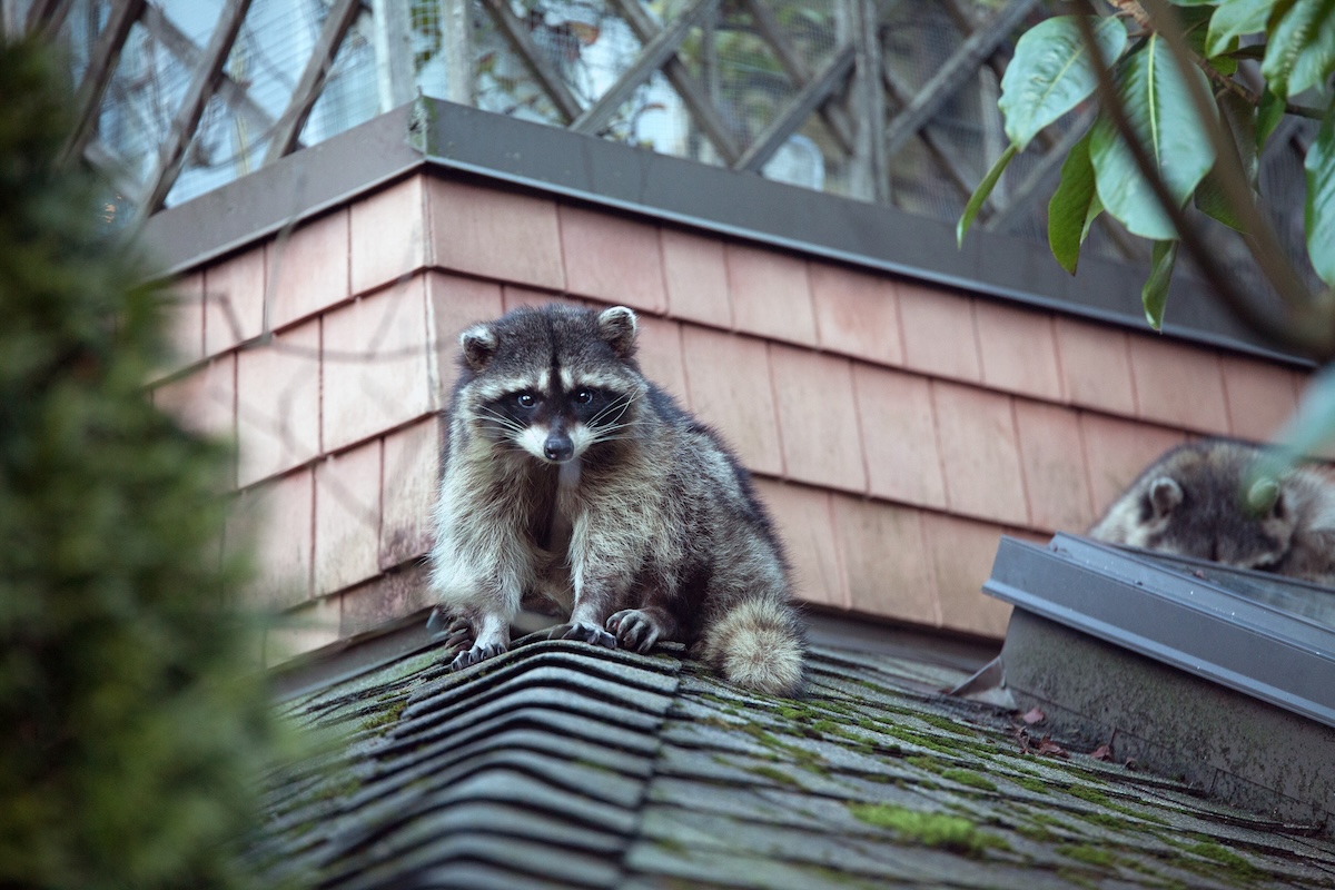 Two small raccoons sit atop a residential roof.