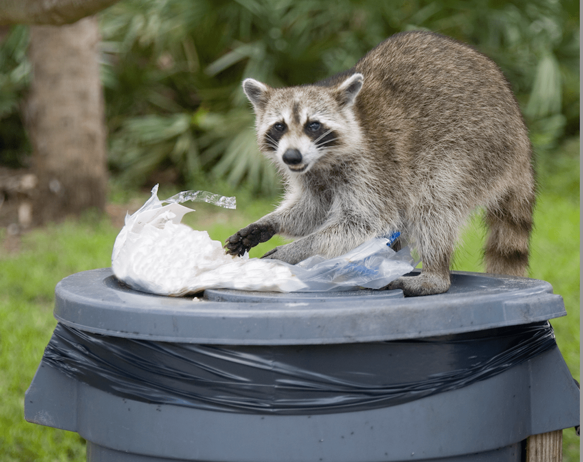 A raccoon climbs into a trash can and pulls out waste. 