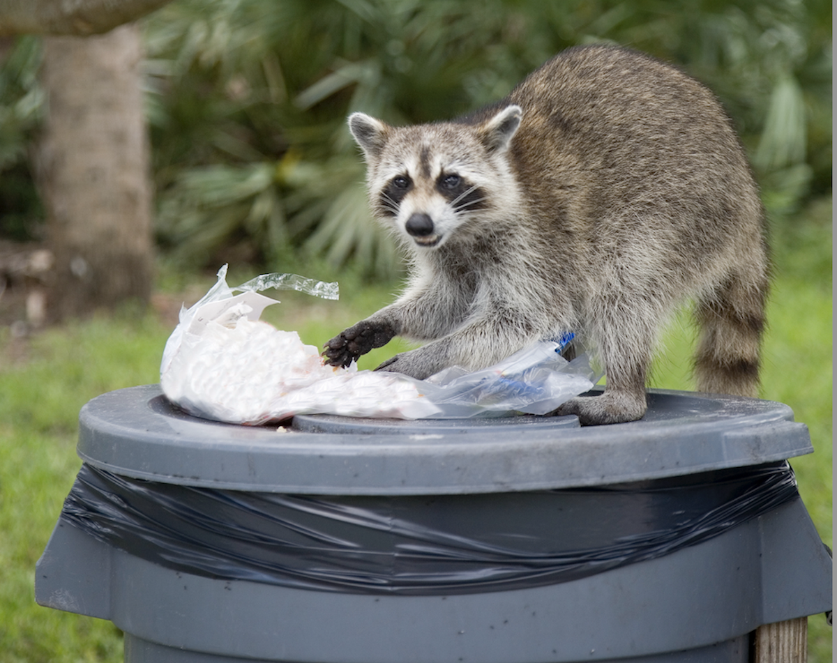 A raccoon climbs into a trash can and pulls out waste.