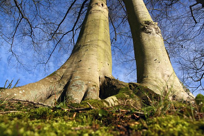 Tree Root Removal
