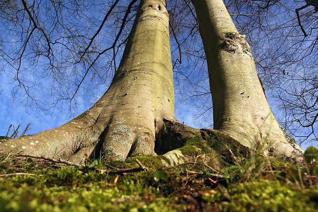 6 Trees with White Bark for a Beautiful Landscape All Year Long