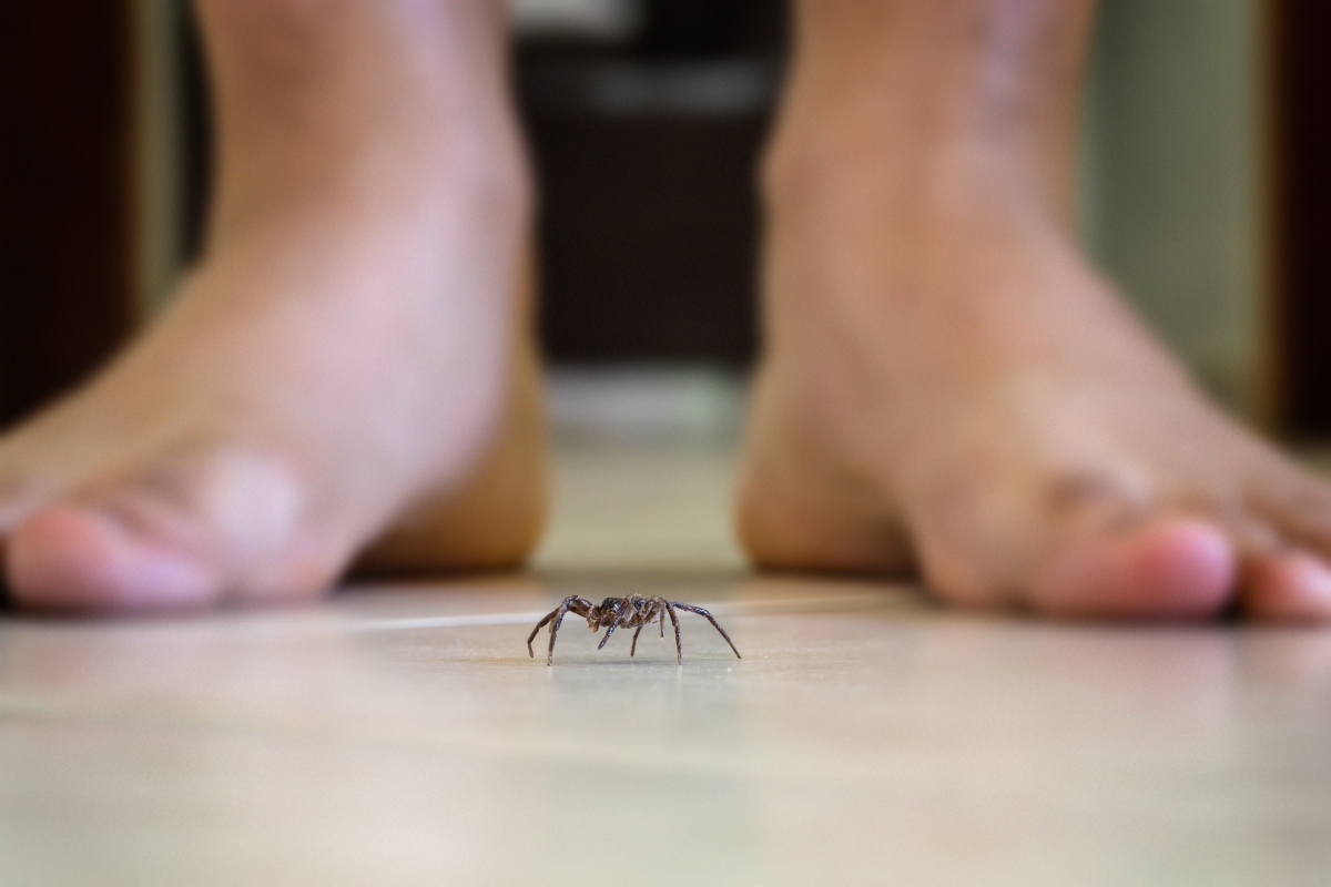A spider crawling near someone's bare feet.