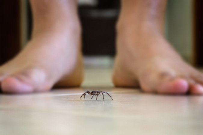 A spider crawling near someone's bare feet.