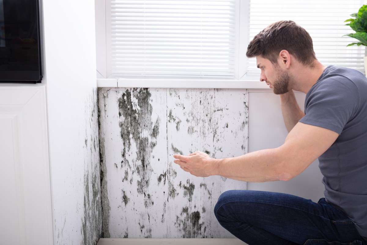 man looking at mold on white wood panel on wall
