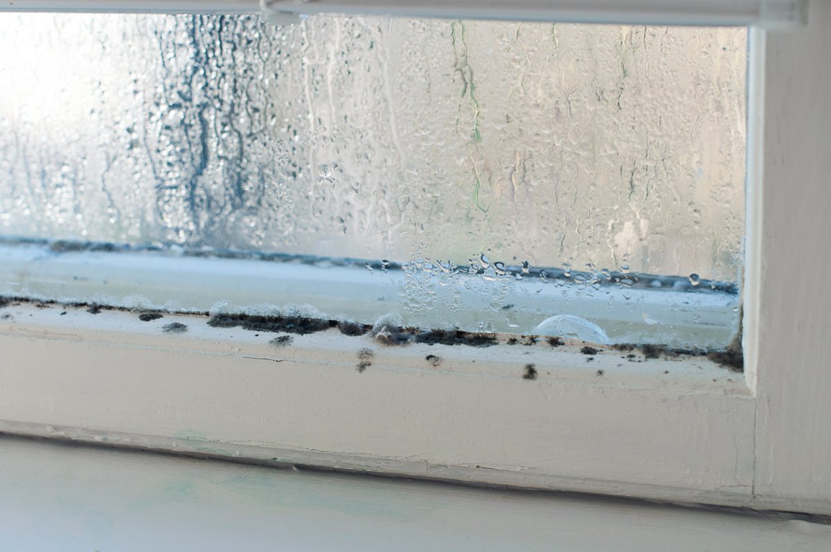 close view of black mold on window sill