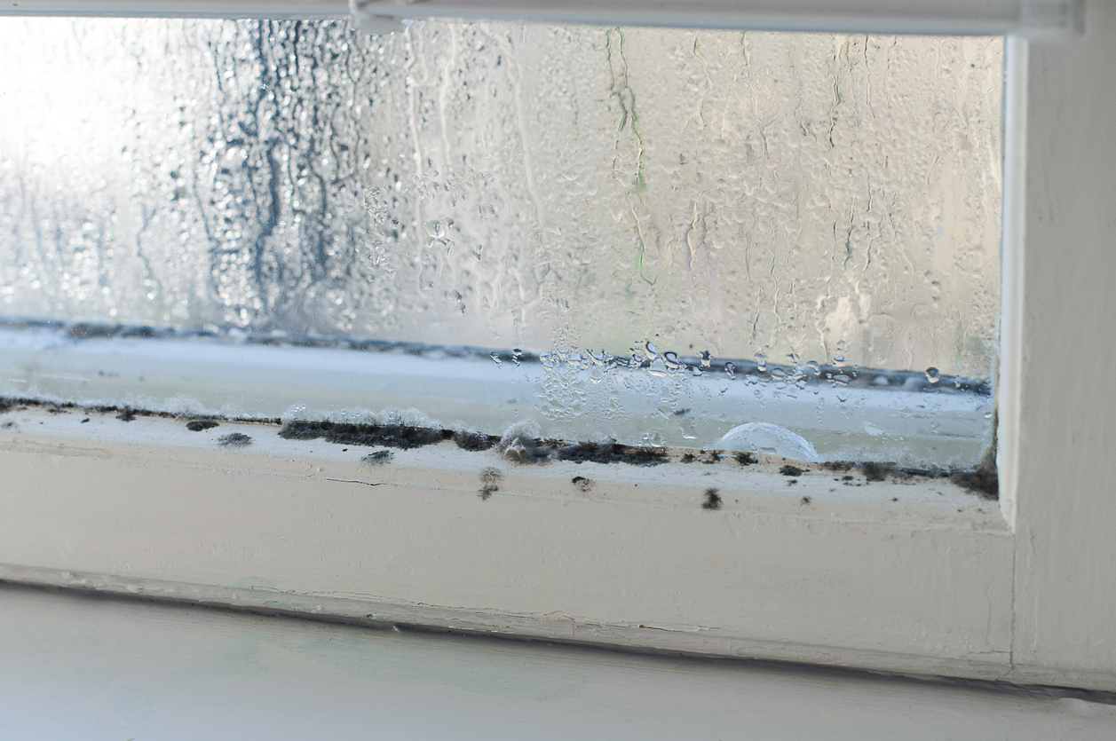 close view of black mold on window sill