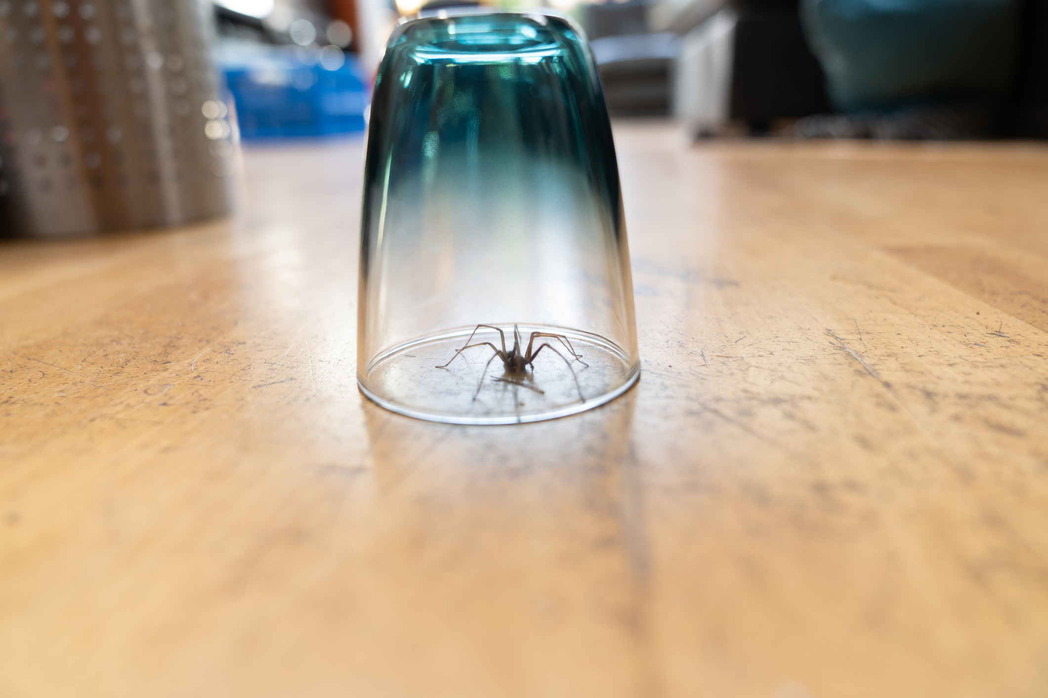 trap spider under glass