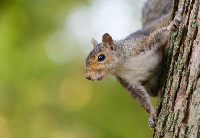 How To Get Rid Of Squirrels