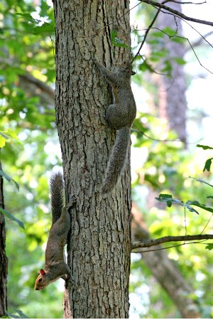 Squirrels On A Tree