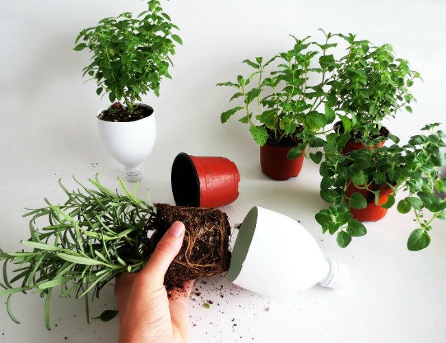 DIY Herb Garden - Step 12
