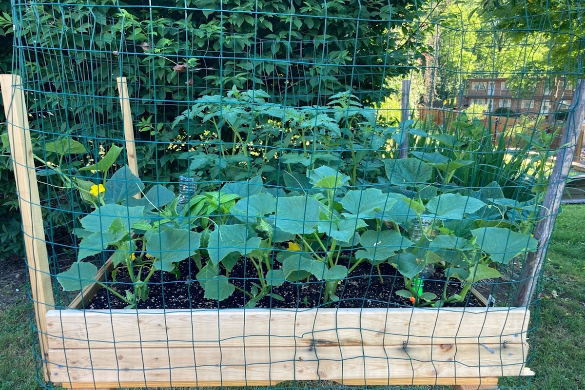 A small raised garden bed is protected by chicken wire fencing.