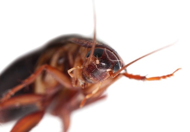 7 Facts About Cockroaches You Won’t Want to Believe