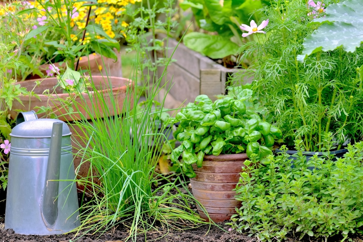 A small herb garden with rosemary, mint, and basil.