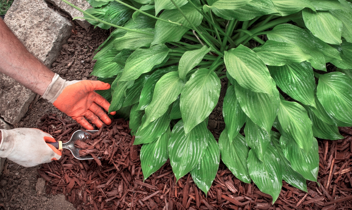 Gardener wearing gloves, adding red mulch to large green yard plant.