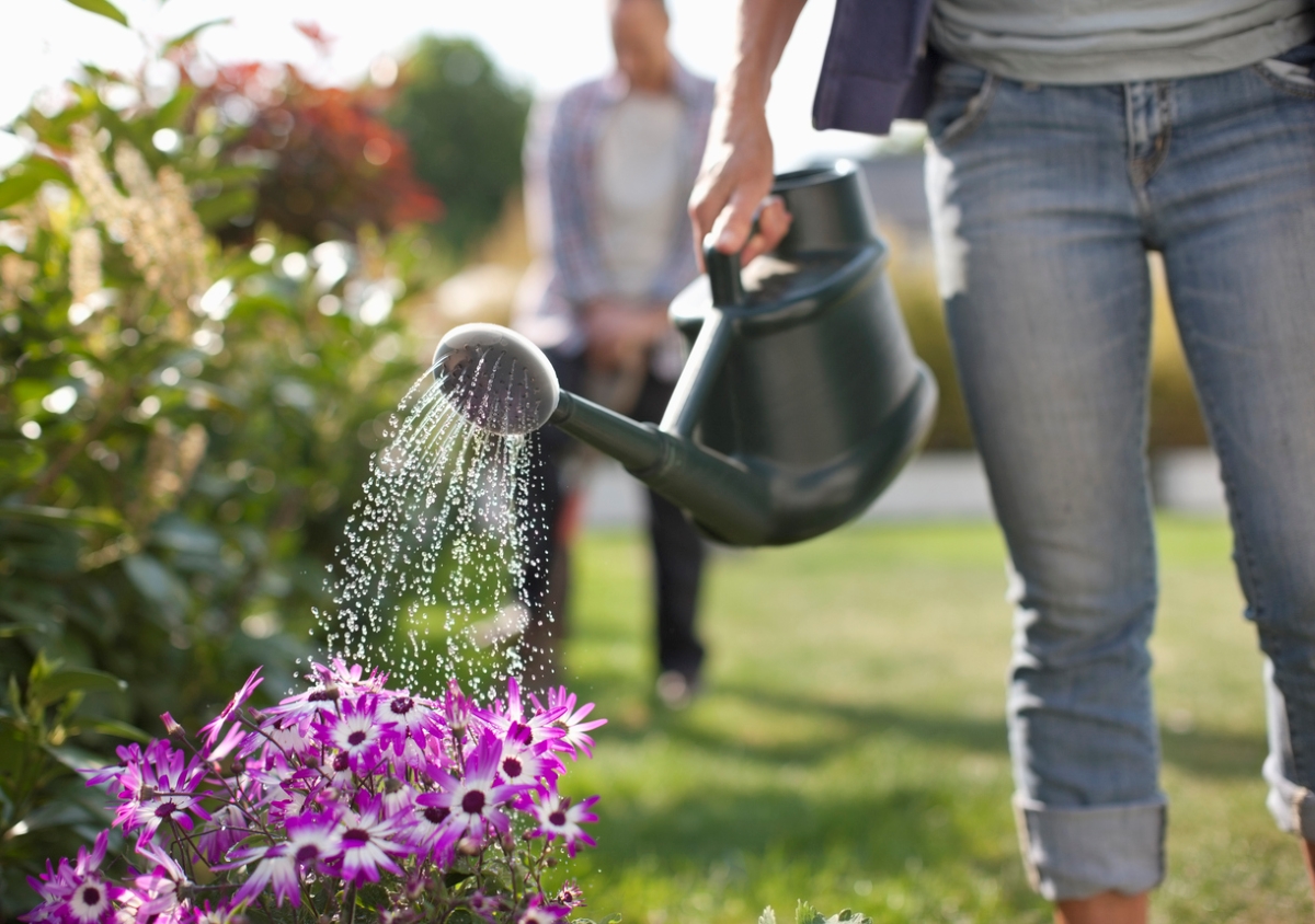 Person using watering can to water purple flowers.