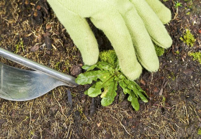 The Do’s and Don’ts of Cleaning Up Leaves