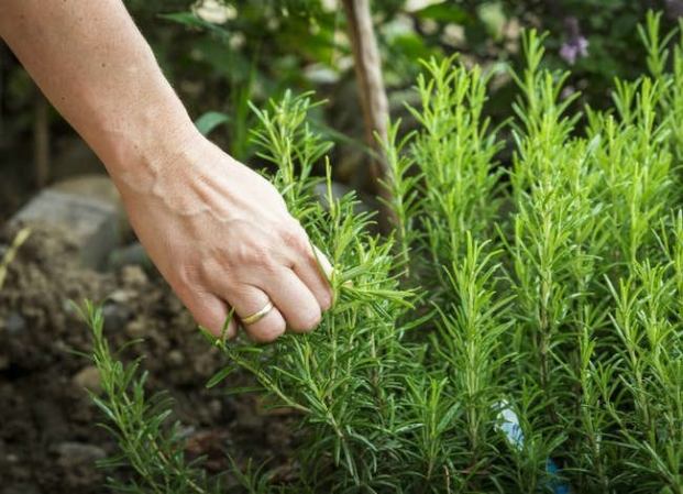 7 Herbs That Clean House