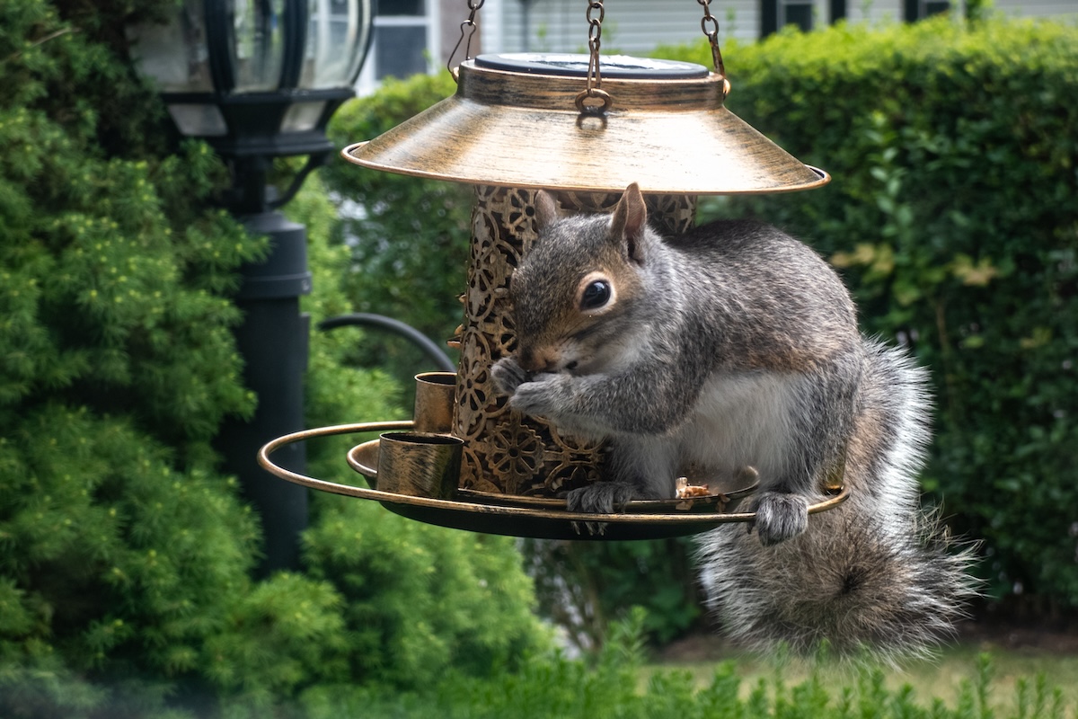 A squirrel sits on a bird feeder, eating the feed inside.