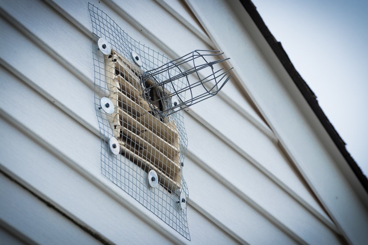 Get Rid of Squirrels on Your Property Without Hurting Them