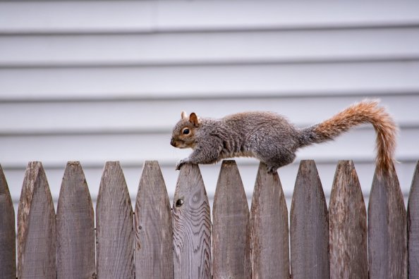 A squirrel climbs a wooden picket fence.