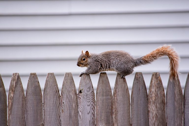 A squirrel climbs a wooden picket fence.
