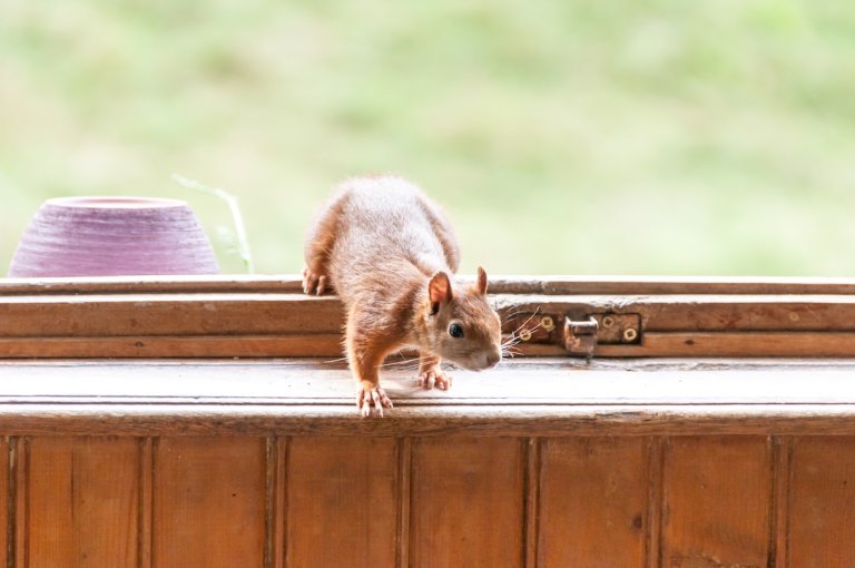Red squirrel enters a house through a window surrounded by medium-brown wood trim.