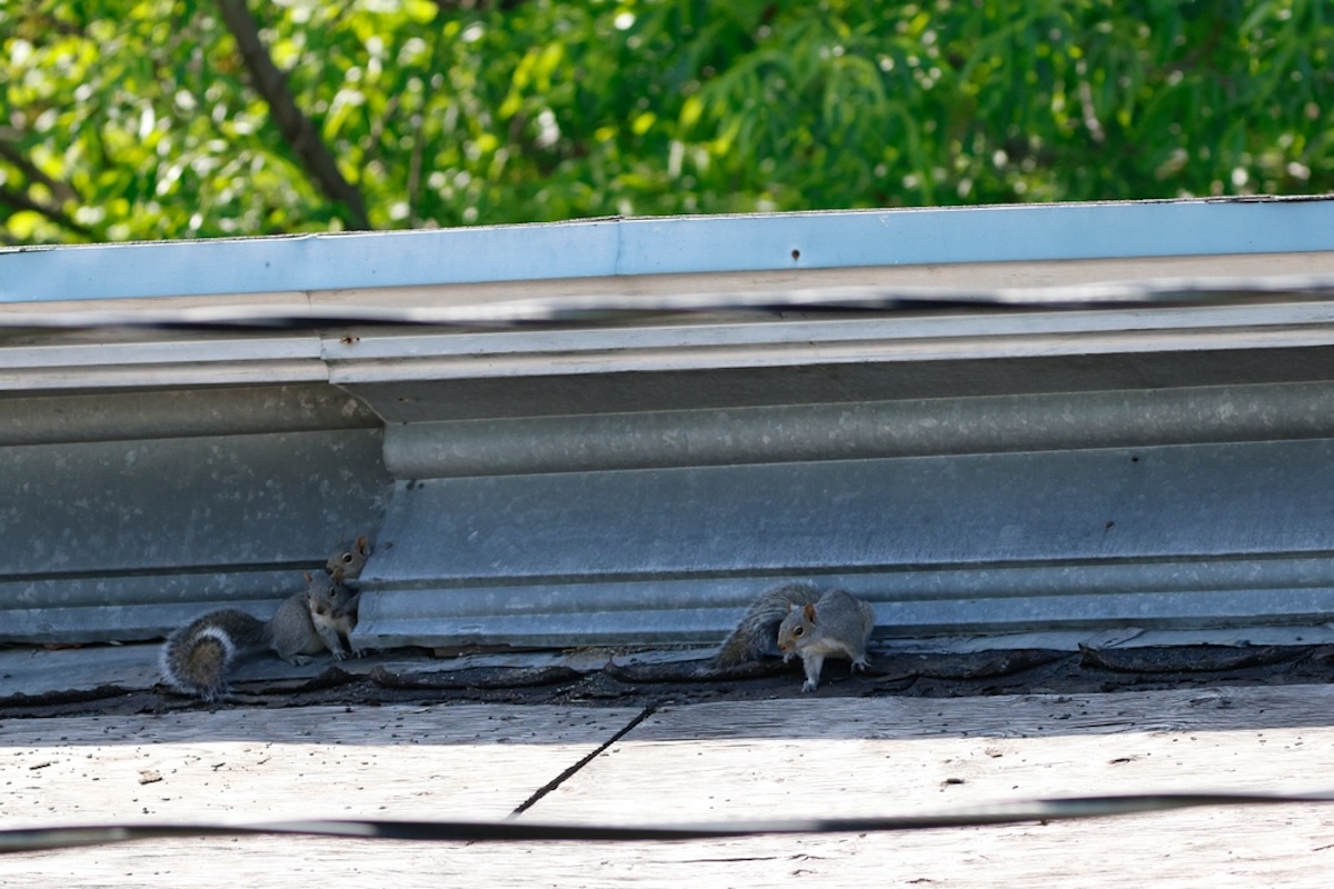 Squirrels climb into a gap in a roof.