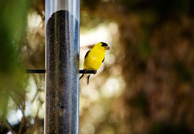 How To Attract Birds - Bird Feeder