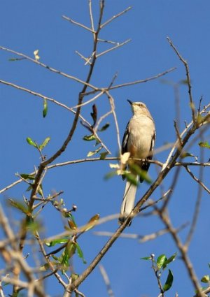 How To Attract Birds - Mockingbird