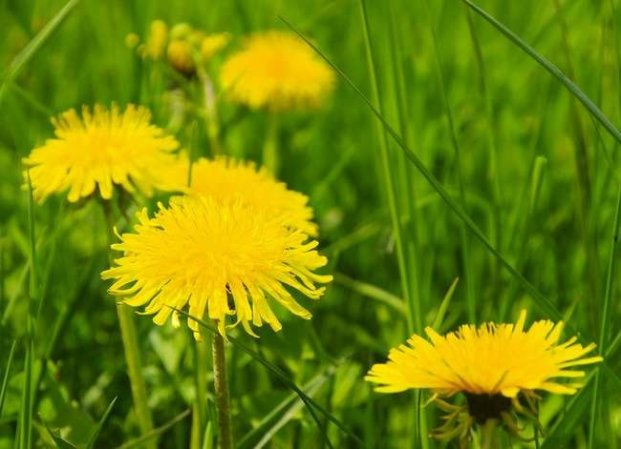 Keep, Don't Kill: 9 Weeds to Welcome