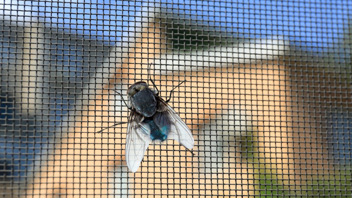 Very close up photo of a fly on the interior side of a window screen, a neighboring home in the far background.