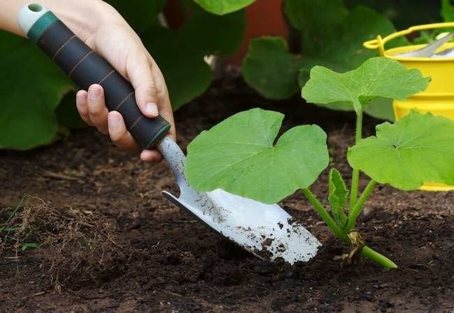 19 “Zero Dollar” Garden Hacks