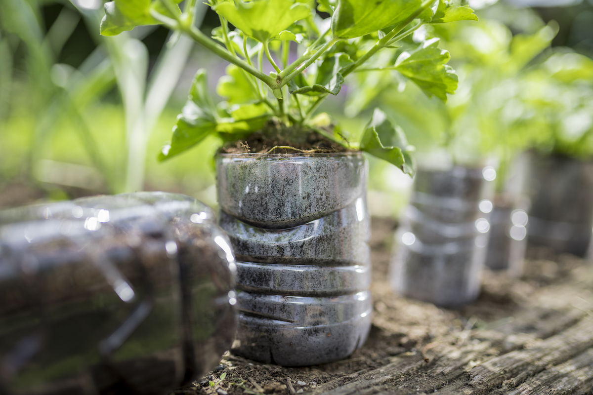Close-up of plant growing in plastic bottle.