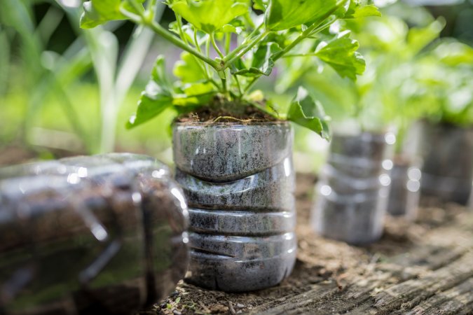 Close-up of plant growing in plastic bottle.