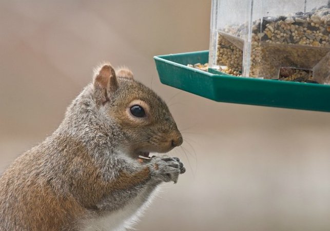 How To: Get Rid of Squirrels