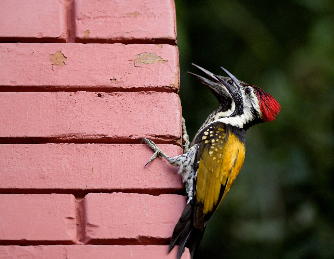 Two colorful woodpeckers perch on bricks of home, pecking holes in exterior.