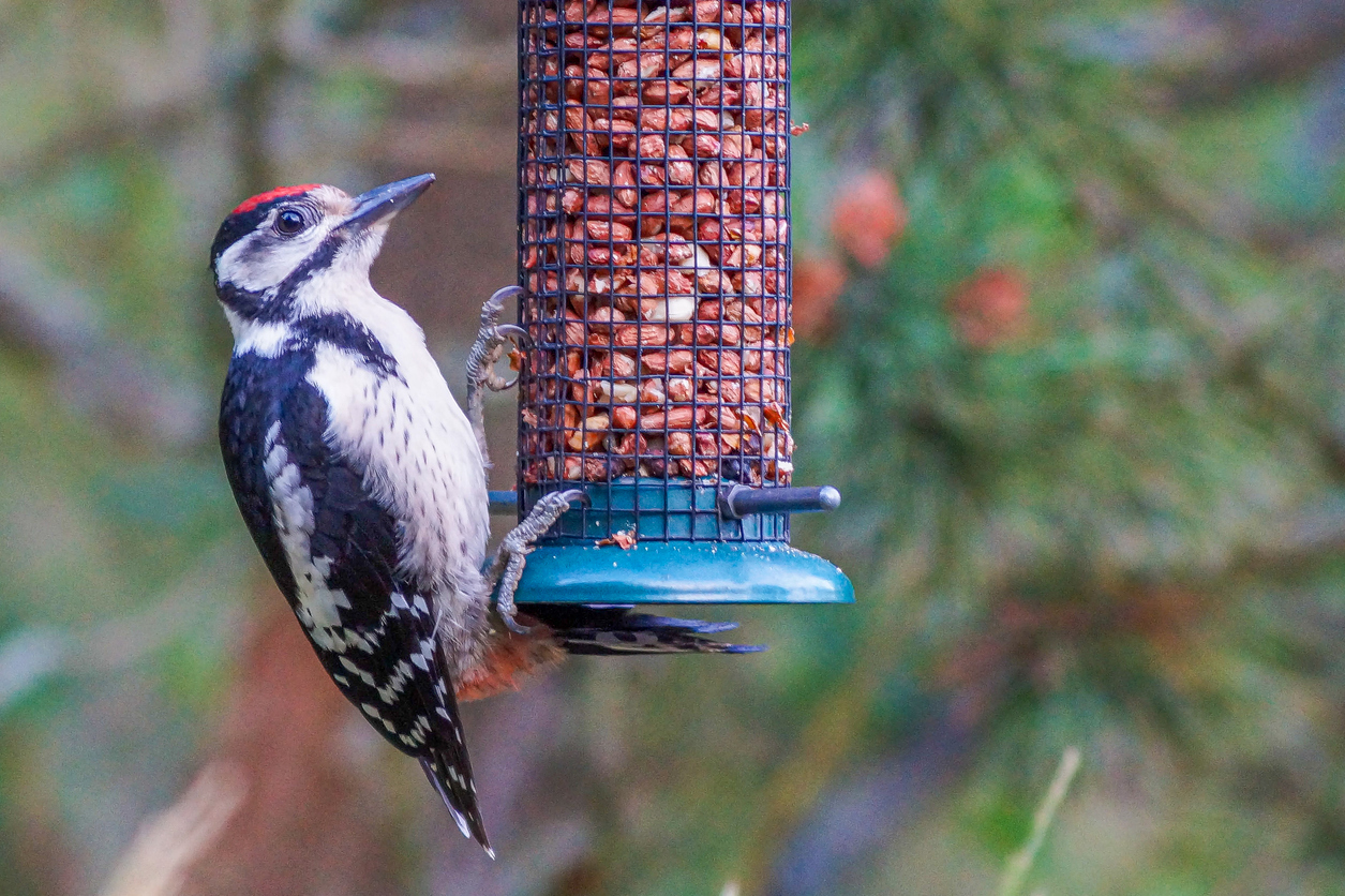 Red, white, and black woodpecker hangs on feeder with nuts.