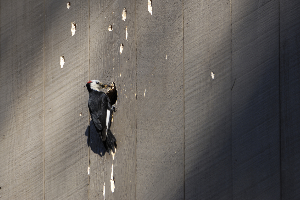 Woodpecker pecks at siding of building that already has damage from the black, white, and red bird.