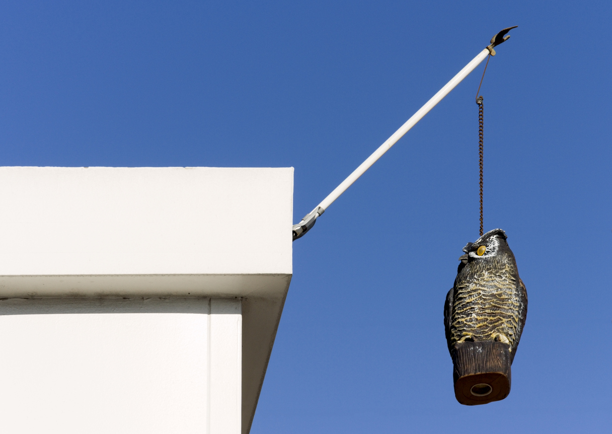Scare owl hung from roof of home to scare off damage-causing birds, such as woodpeckers.