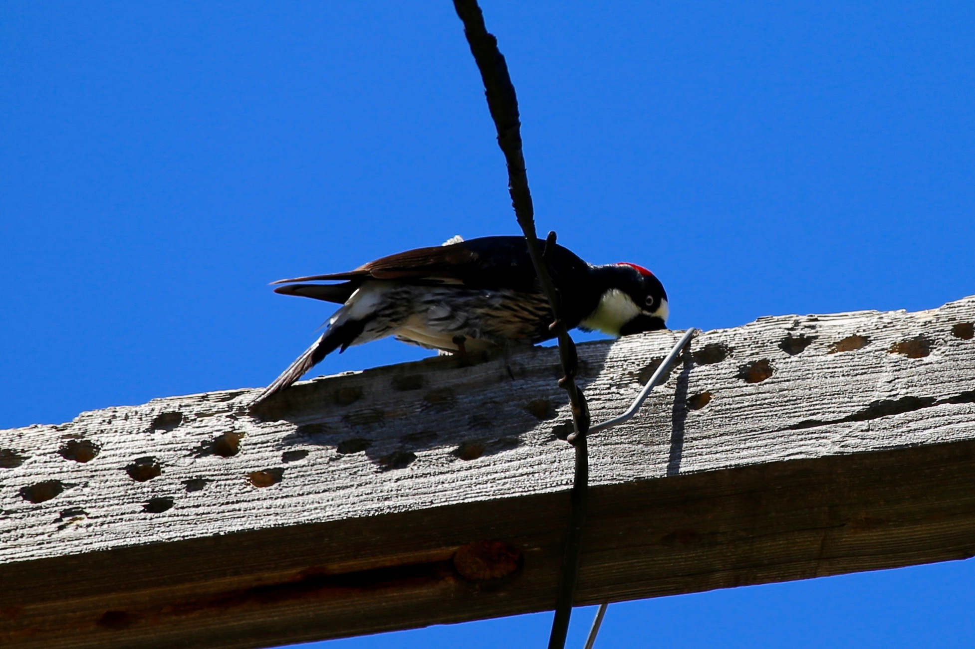 A woodpecker pecks at a wooden plank that already has rows of quarter-sized holes create by the bird's pecking.
