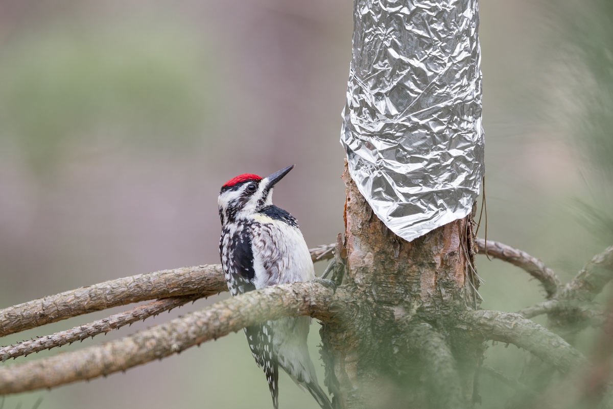 Yellow-bellied Sapsucker (Sphyrapicus varius) inspecting tin foil that has been wrapped around a tree to protect it.