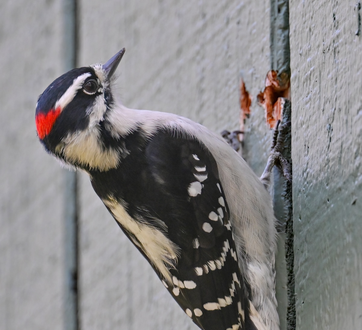 A woodpecker perches on a wall with grey wood siding.