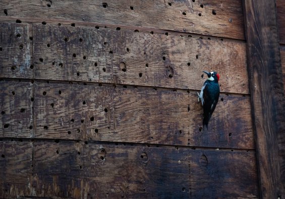 Woodpecker on a barnlike wood wall, with woodpecker holes in the wood.