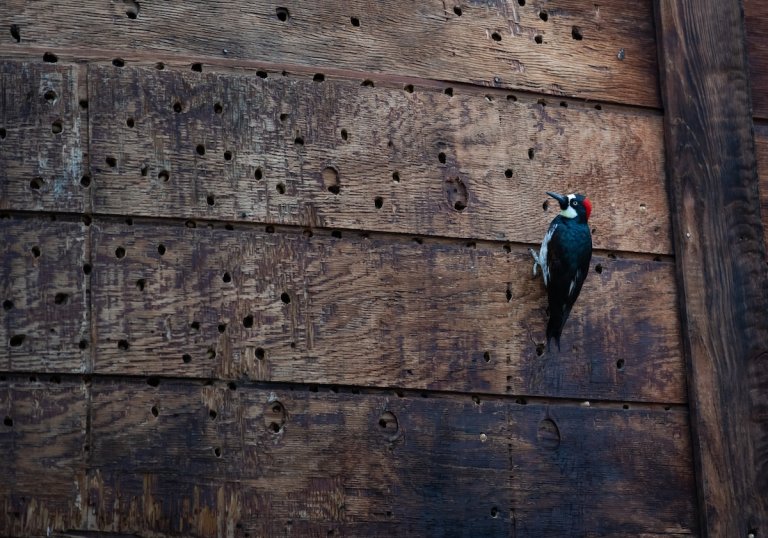 Woodpecker on a barnlike wood wall, with woodpecker holes in the wood.
