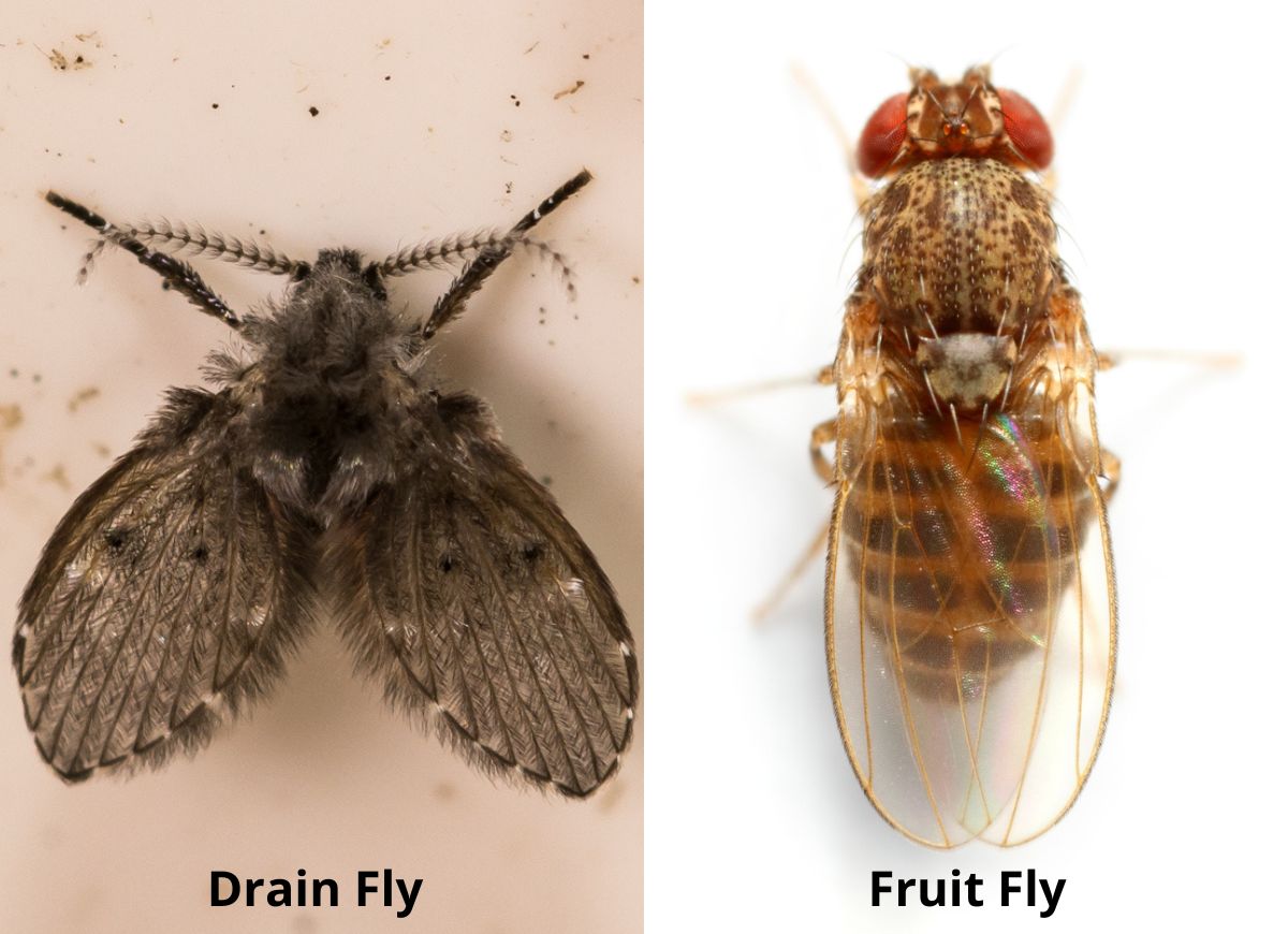 Moth Fly (Left) Vs Fruit Fly (Right)
