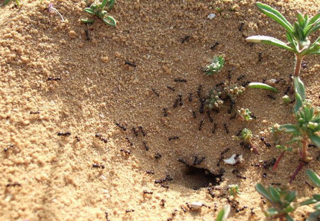 How to Keep Ants Out of the Sandbox