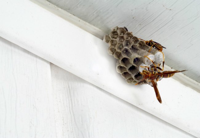 Homemade Wasp Trap - Wasp Nest