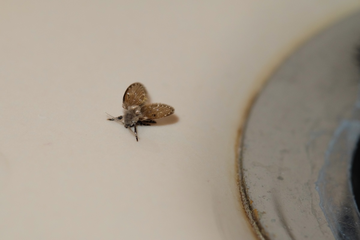 How to Get Rid of Drain Flies
