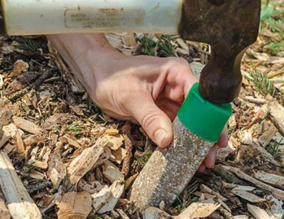 Bob Vila Radio: The Easiest Way to Fertilize Trees and Shrubs